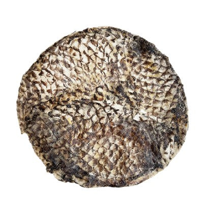 Furs-Bee de tilapia 7 po