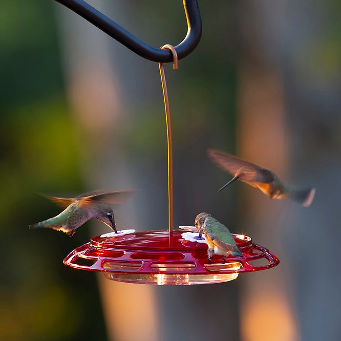 Abreuvoir à colibris 3 en 1