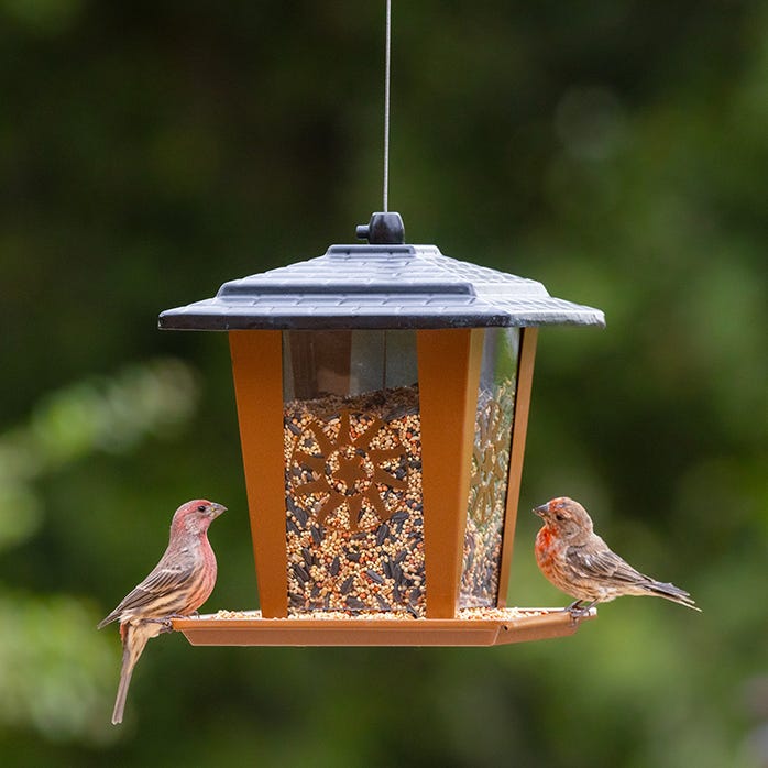 Mangeoire lanterne soleil et étoile pour oiseau sauvage