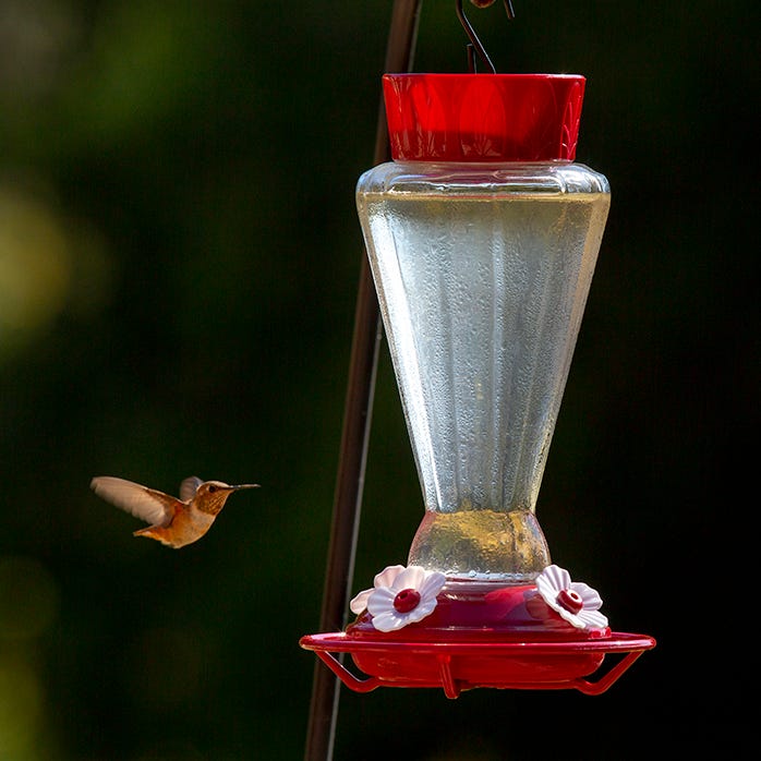 Abreuvoir à colibris Royal en verre