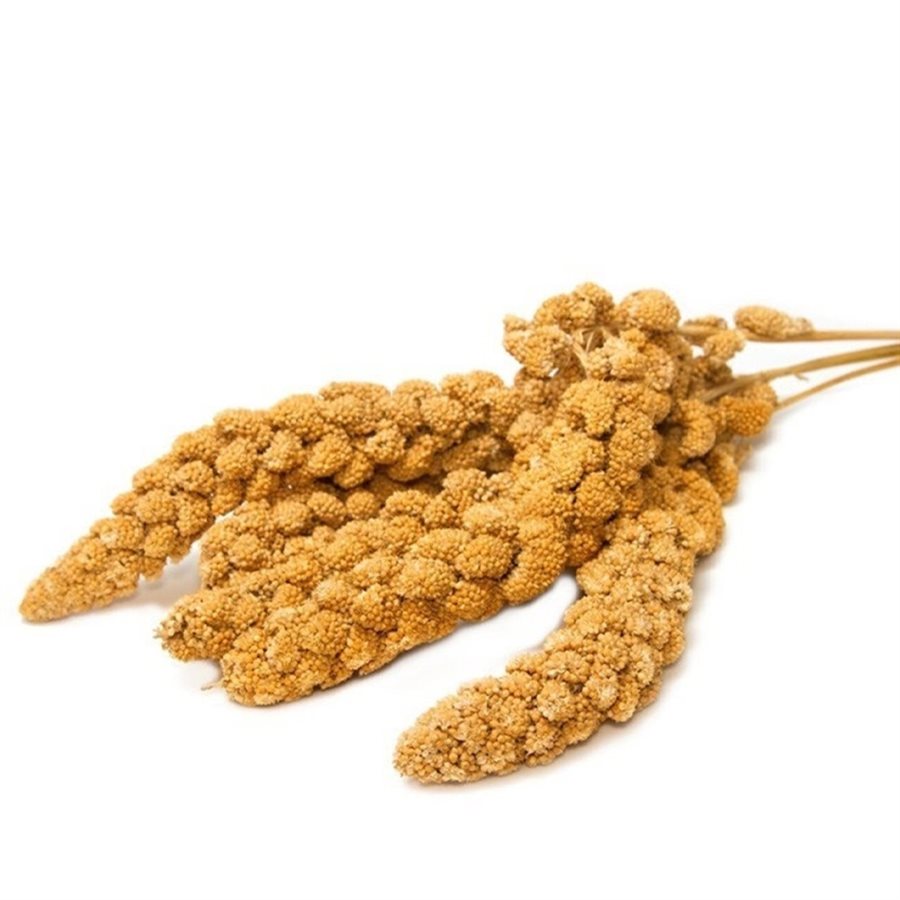 Millet en branche Picardie