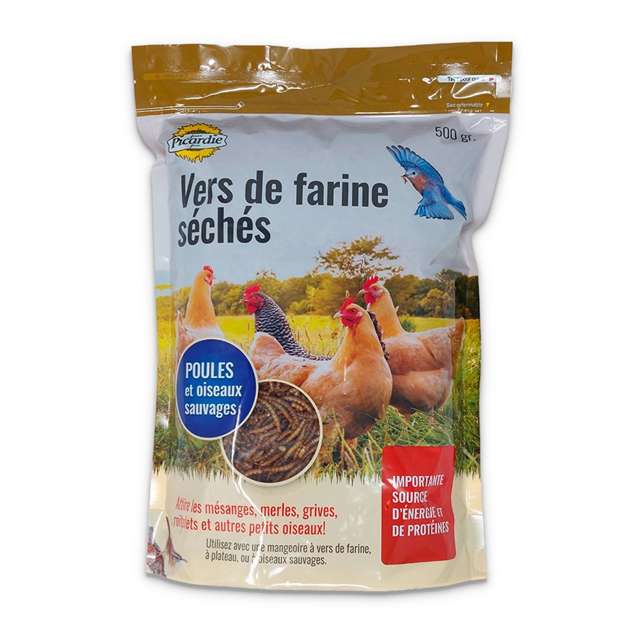 Vers de farine séchés Picardie
