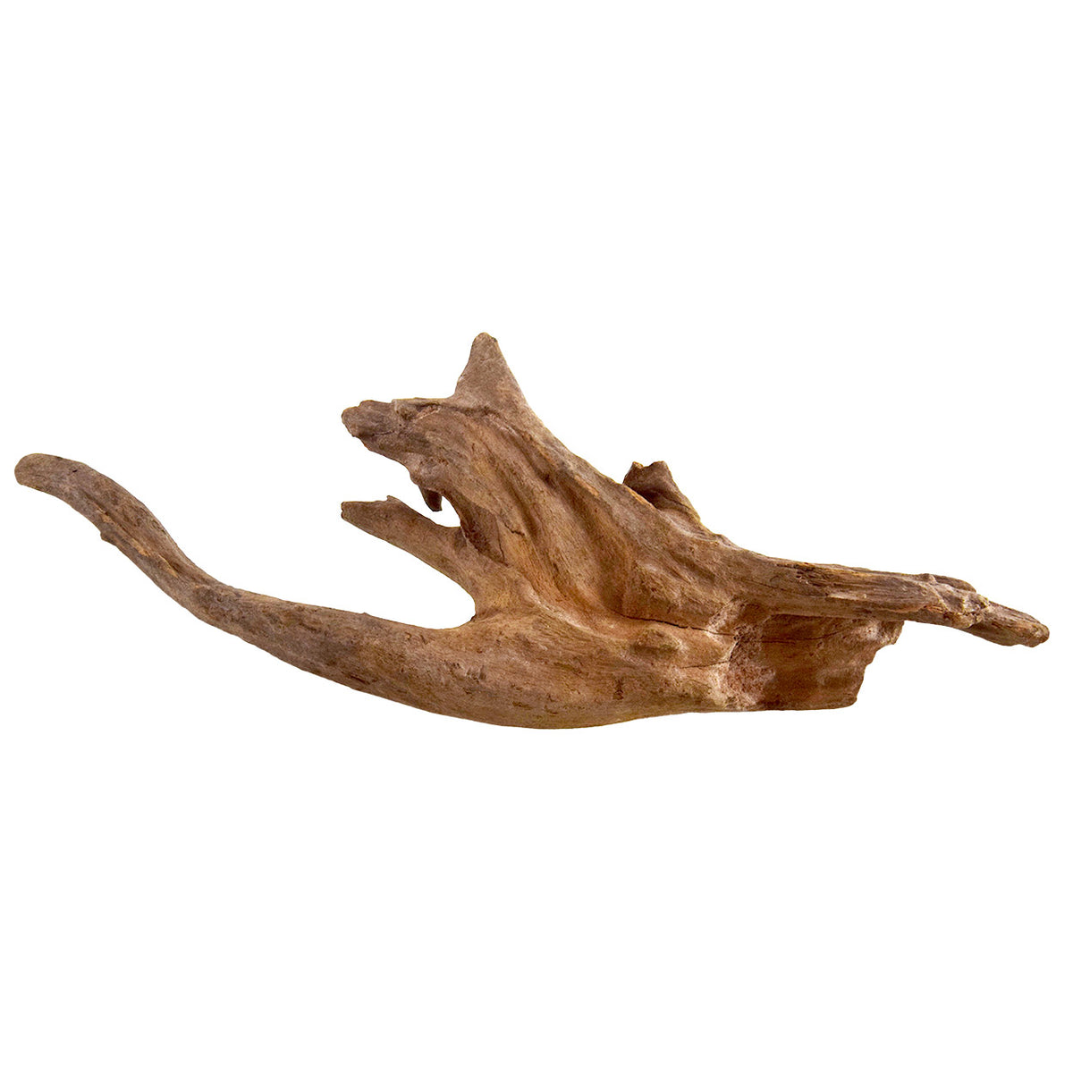 Racine kapas pour aquarium - Underwater Treasures