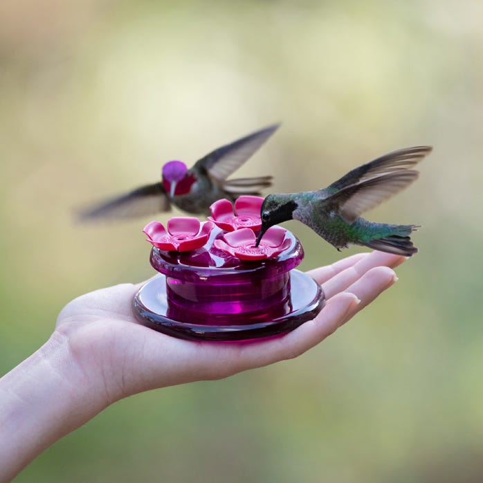 Abreuvoir à colibris portatif et de table