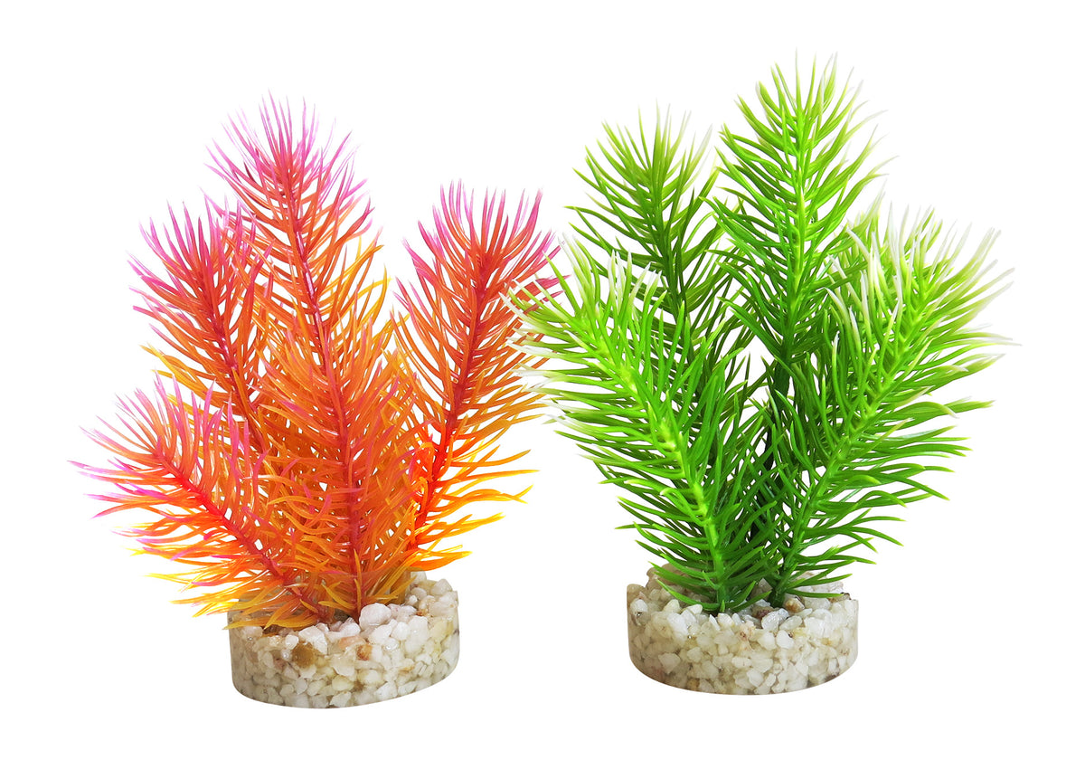 Plante décorative cabomba perle 14 cm - décoration d'aquarium
