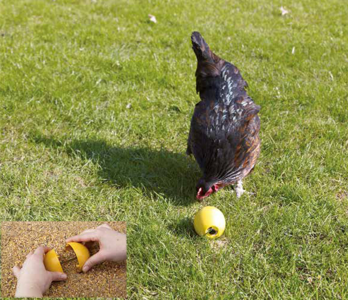 Chicken Fun - jouet pour poules