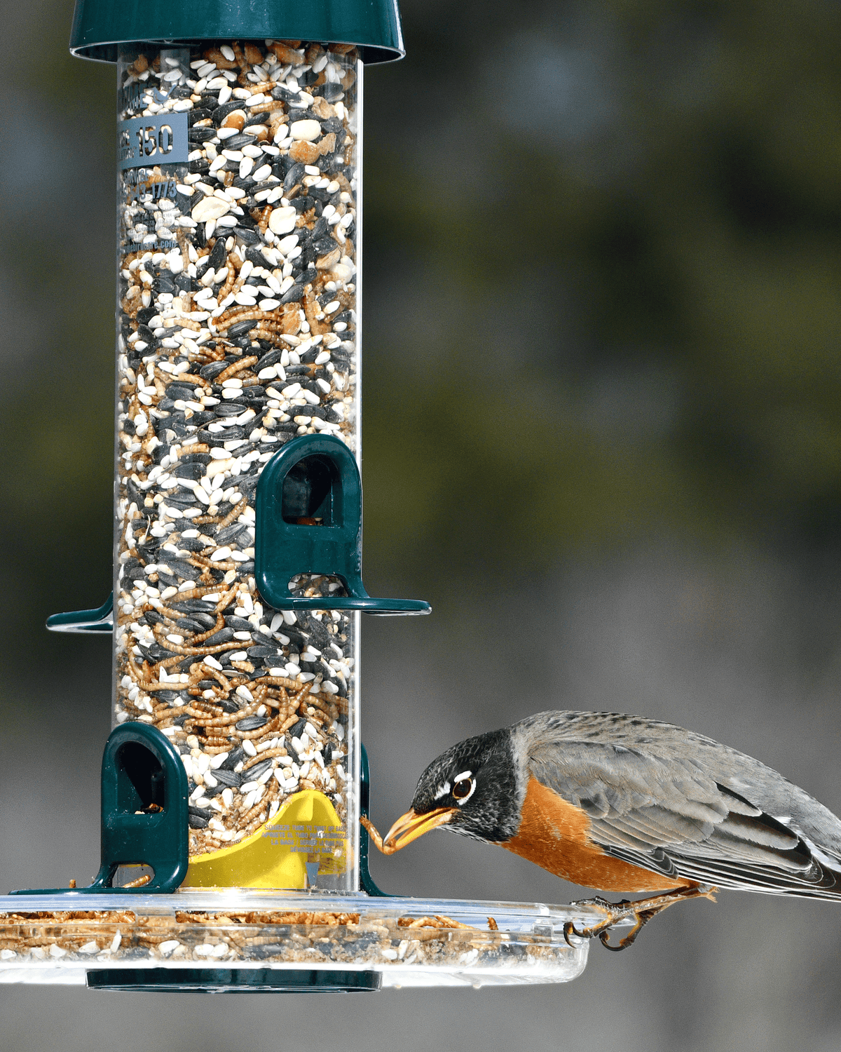 Plateau capteur de graines Birds-Up Tube Solution