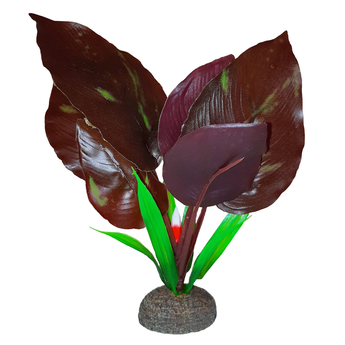 Plante Betta de qualité supérieure, saurure penchée, 15 cm