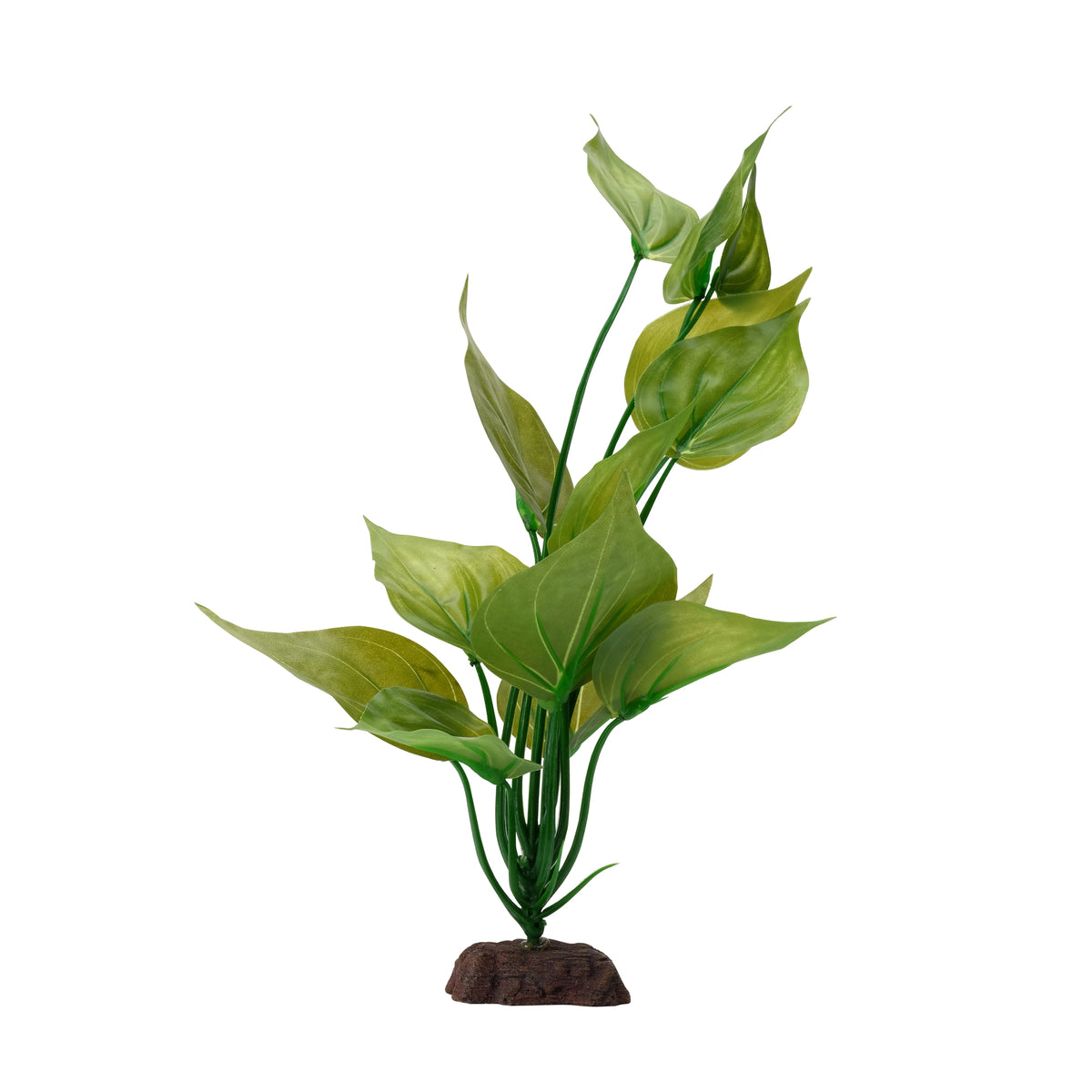 Saurure penché Plant Scapes Aqualife