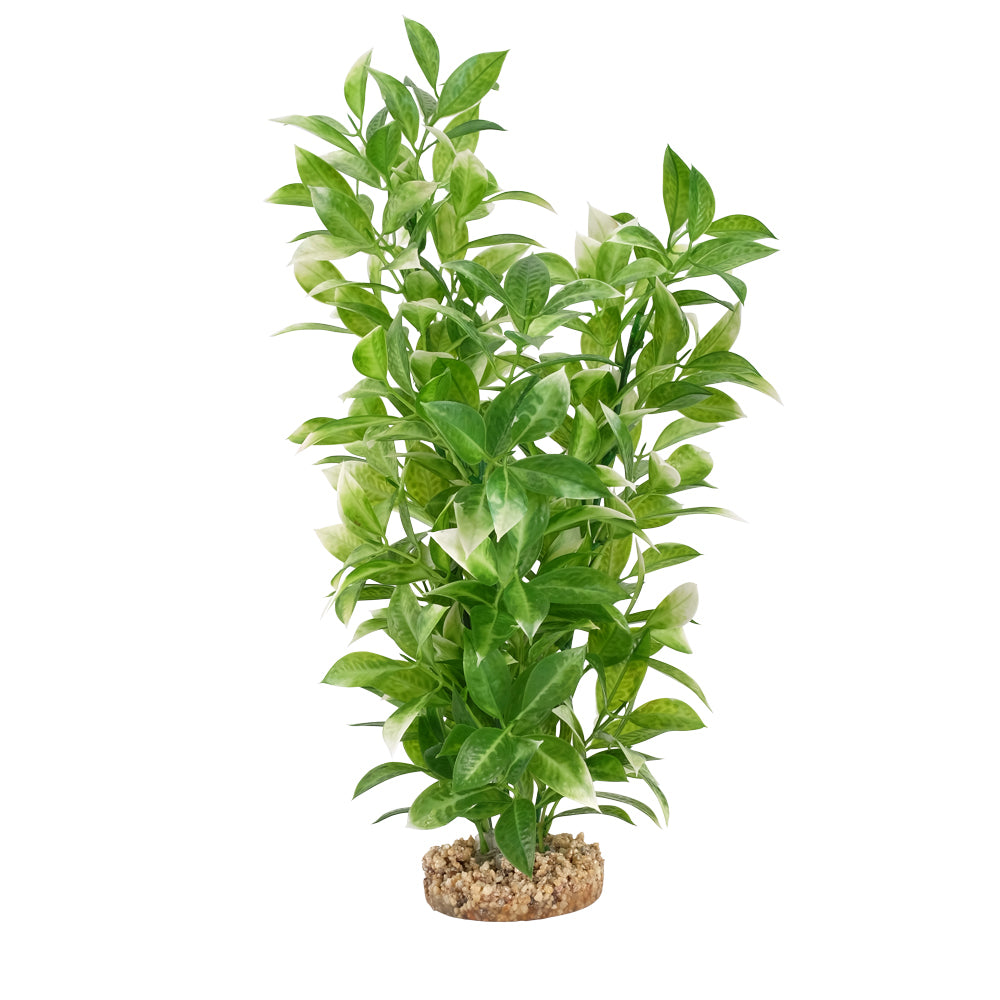 Ludwigia à pointes blanches Plant Scapes Aqualife, 35,5 cm