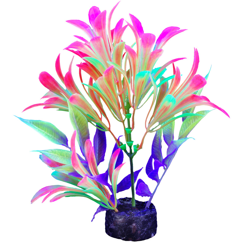 Plante iGlo, 14 cm (PP1006)