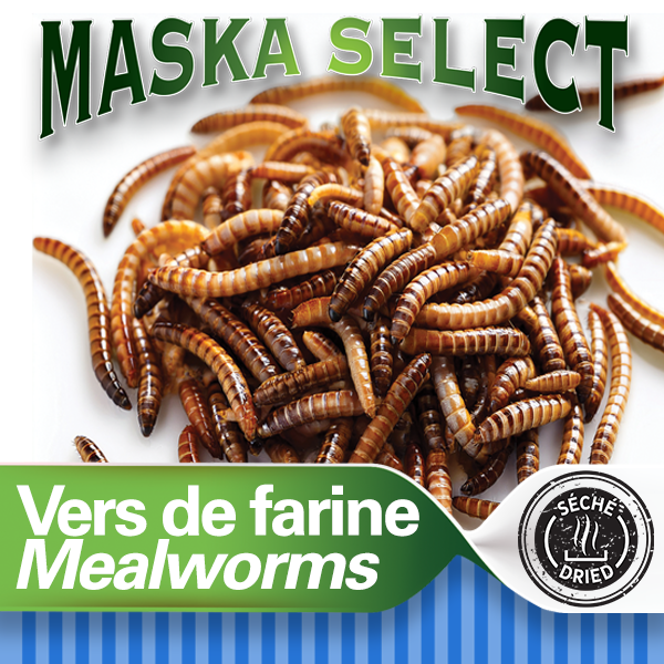 Vers de farine séchés Maska