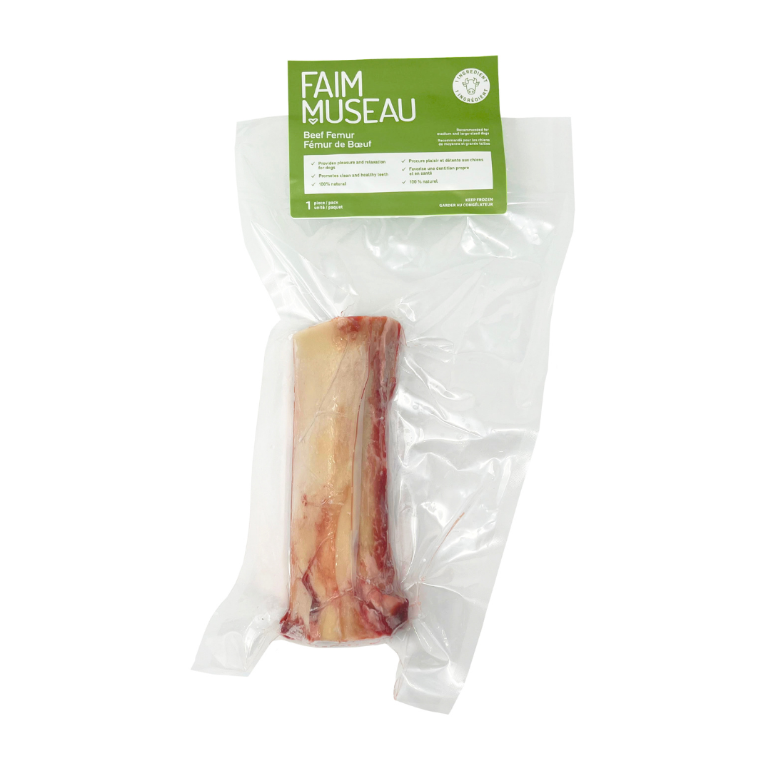 Fémur de bœuf moyen