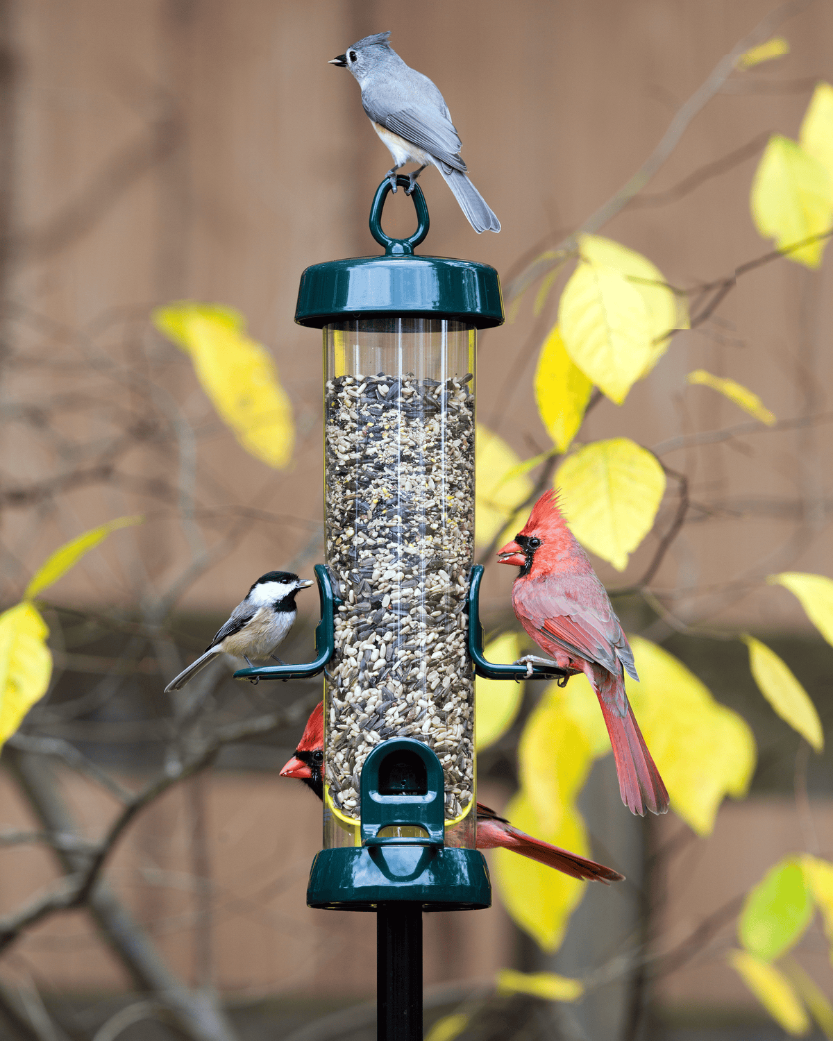 Mangeoire tubulaire Birds-Up Tube Solution 150