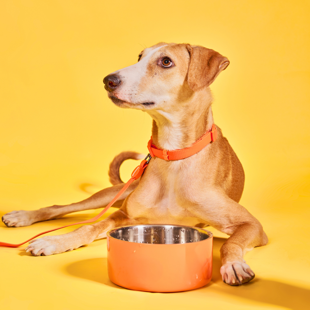 Nourriture pour chien