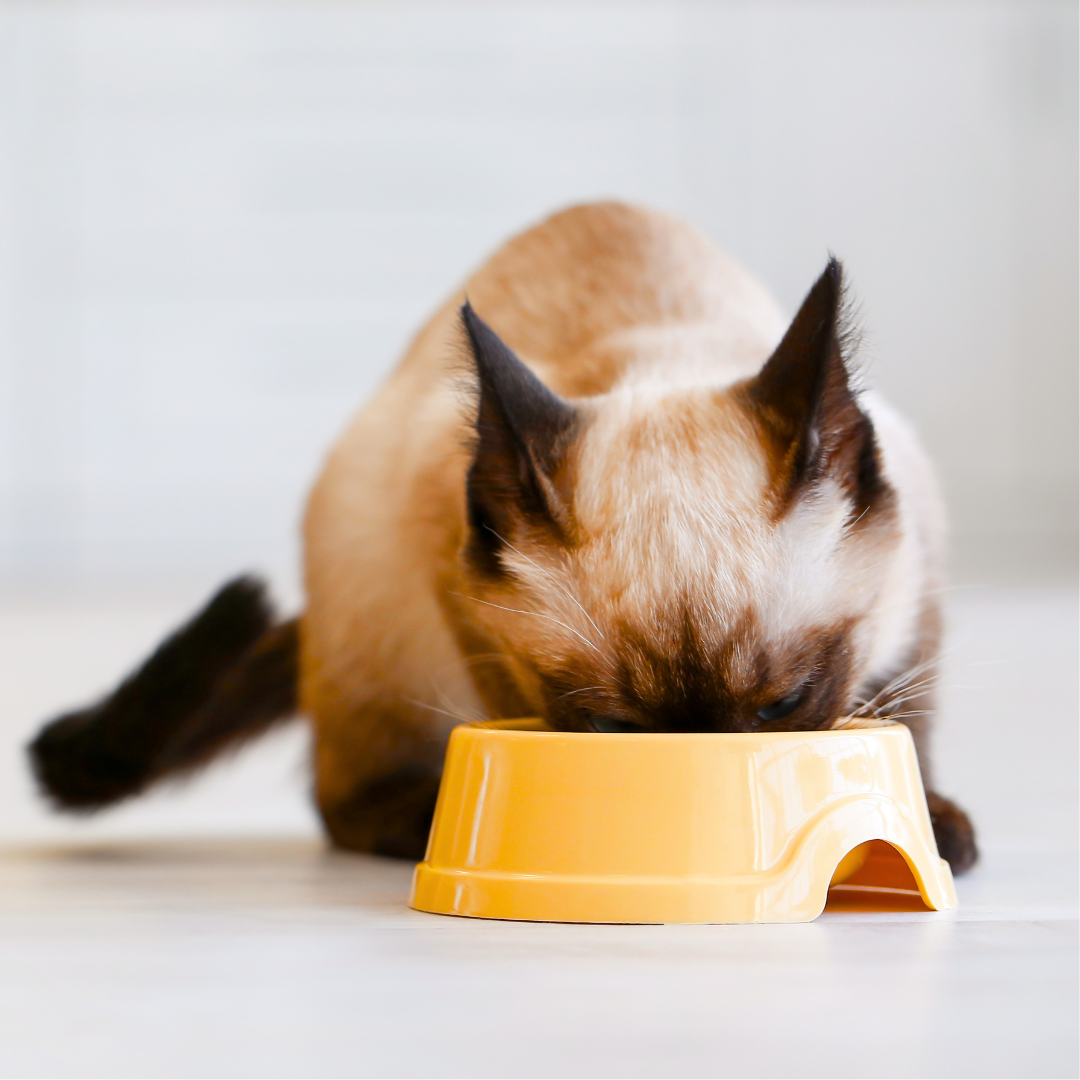 Nourriture pour chat