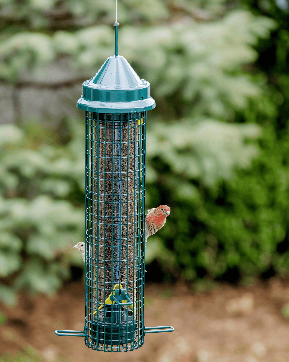 Mangeoire anti-écureuils Squirrel Buster Finch