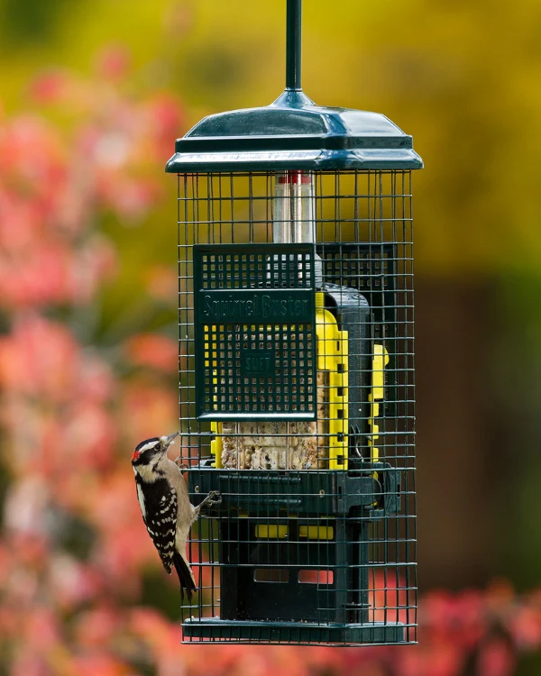 Mangeoire à suif Squirrel Buster Suet pour oiseau sauvage