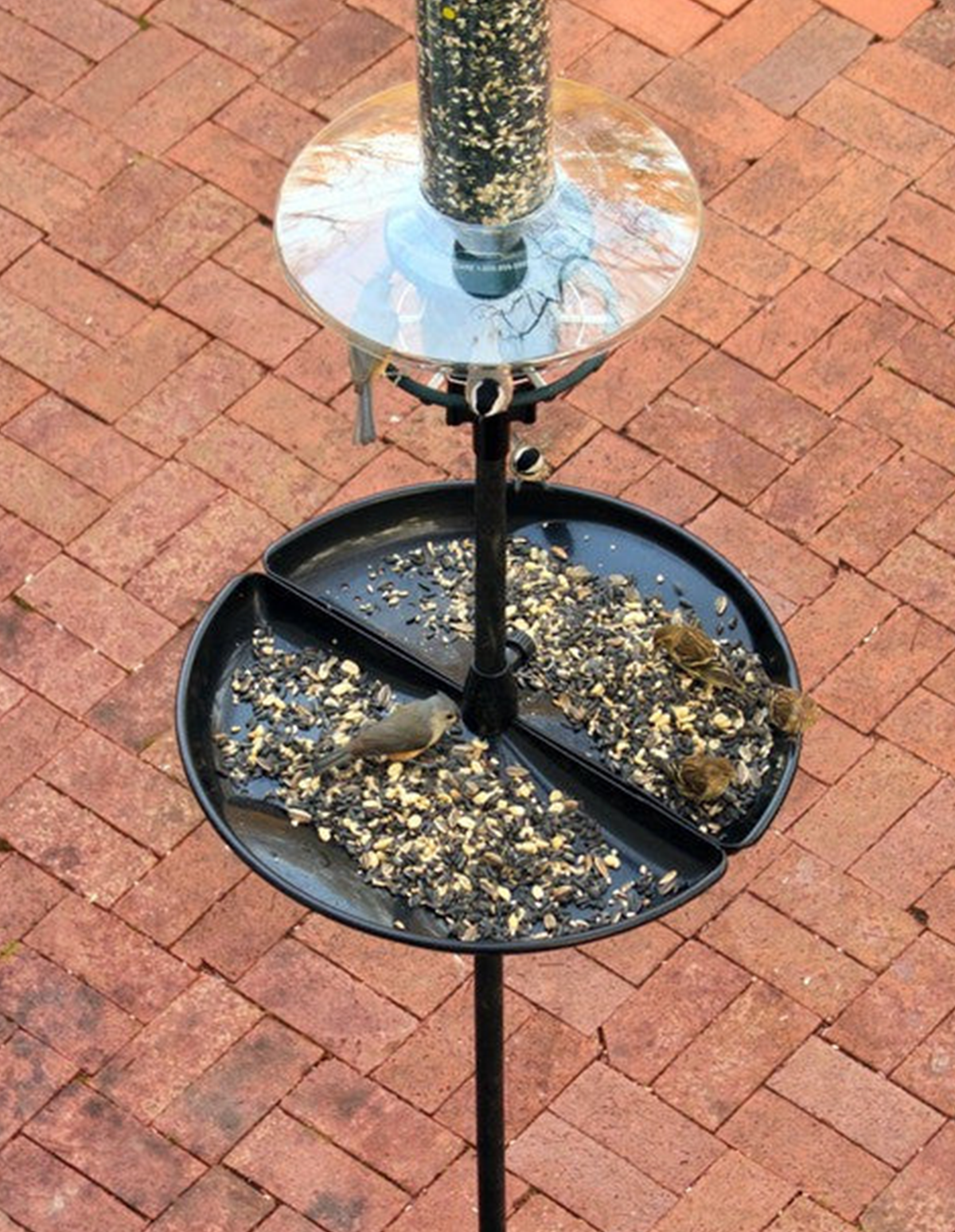 Plateau Squirrel Buster Seed Buster avec récupérateur de graines