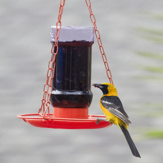 Mangeoire à gelée pour orioles