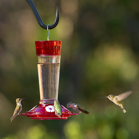 Abreuvoir à colibris Ruby