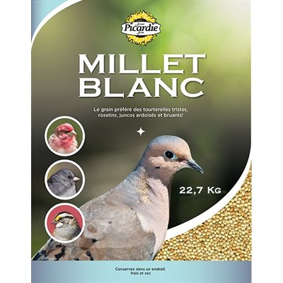 Millet blanc Picardie