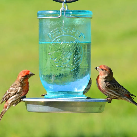 Abreuvoir pour oiseaux pot Mason bleu