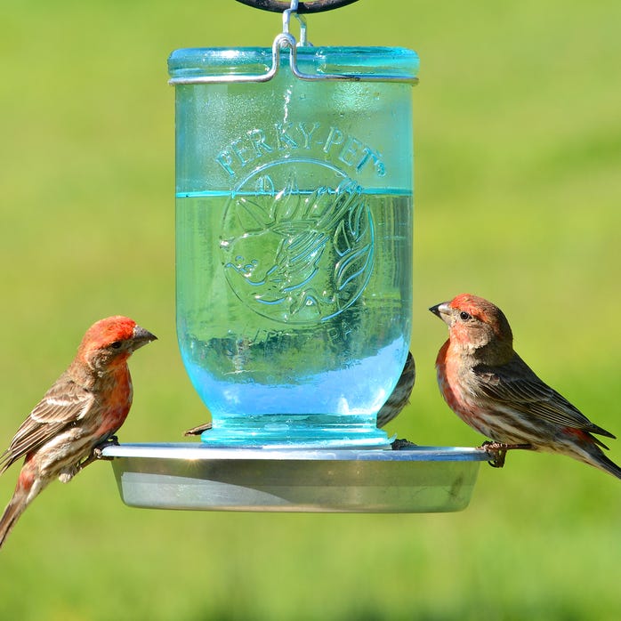 Abreuvoir pour oiseaux pot Mason bleu