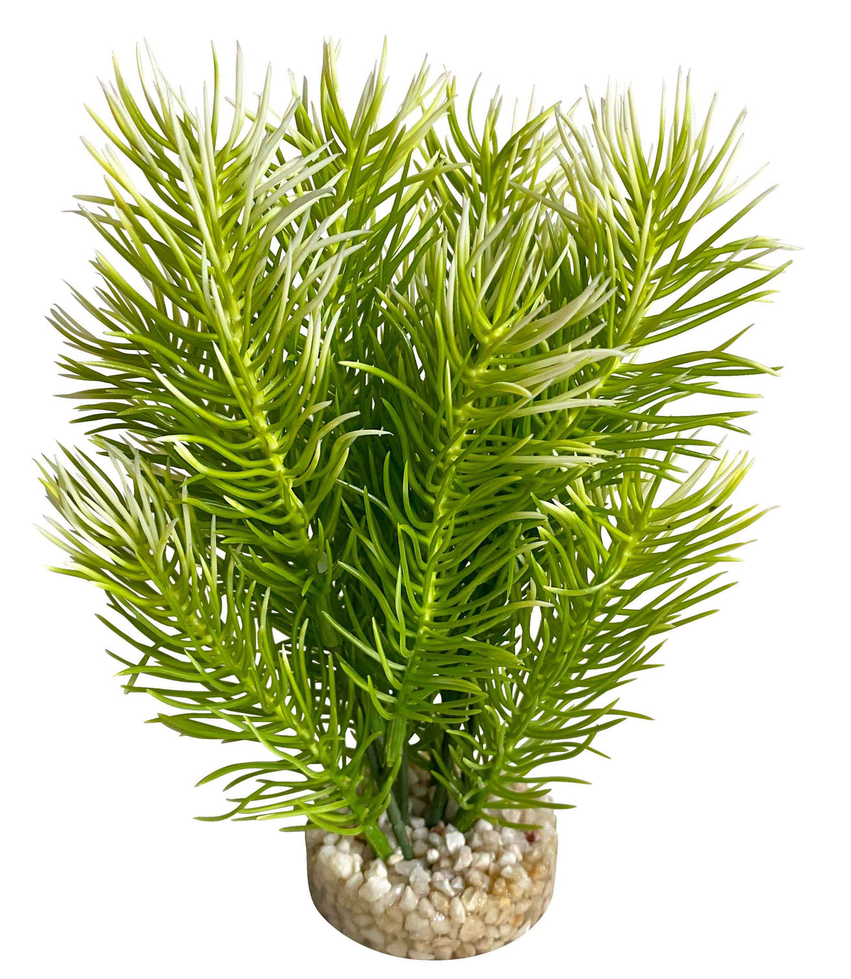 Plante décorative arbre japonais 14 cm - décoration d'aquarium