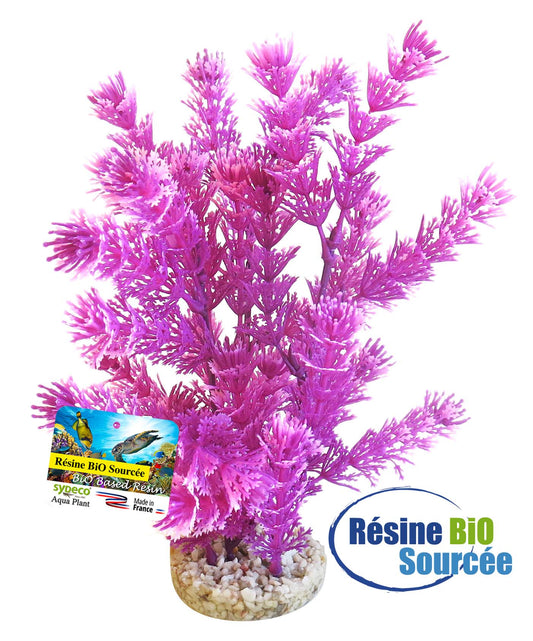 Bio Aqua plante fiesta multicolore 23 cm - décoration d'aquarium