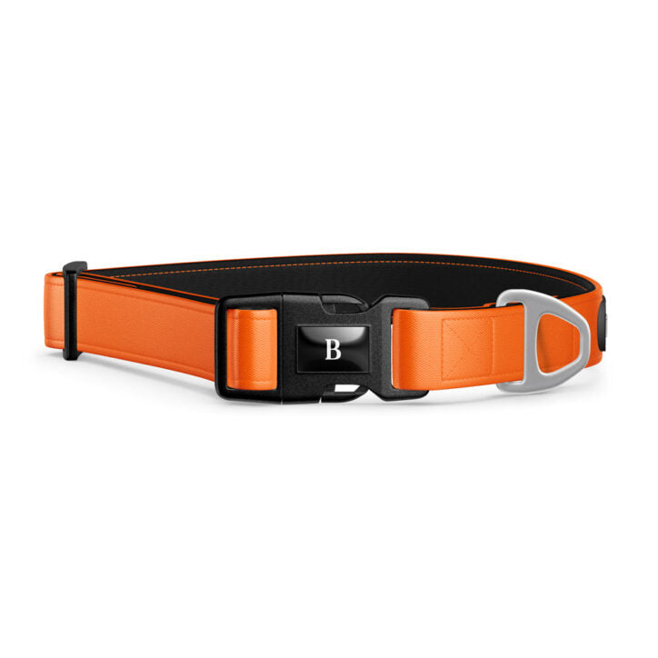 Collier pour chien Bramstun
