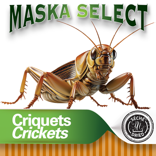 Criquets séchés Maska