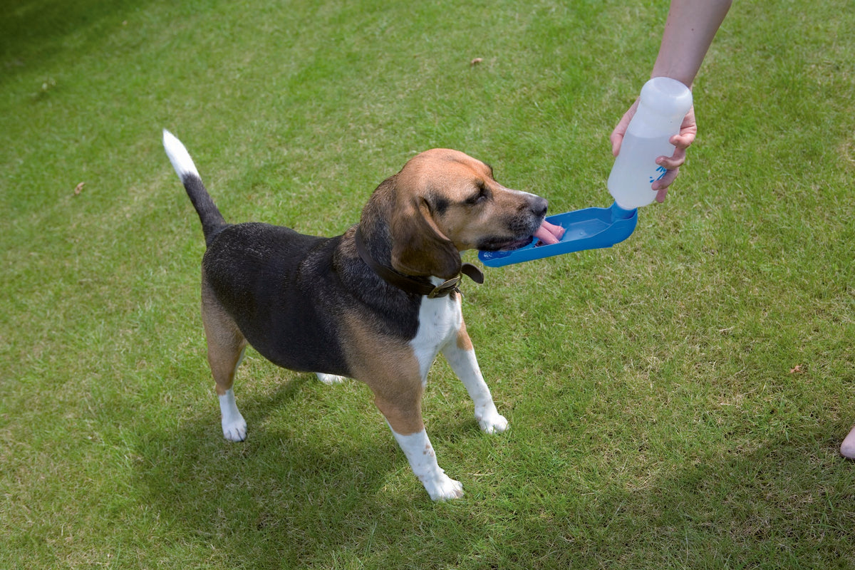 Aqua Boy - bouteille d'eau de voyage pour chien