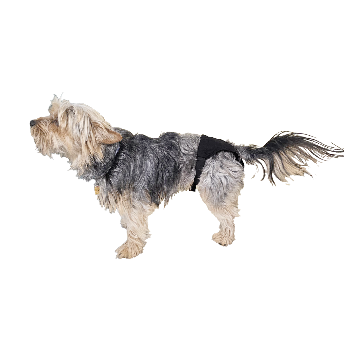 Culotte sanitaire pour chienne