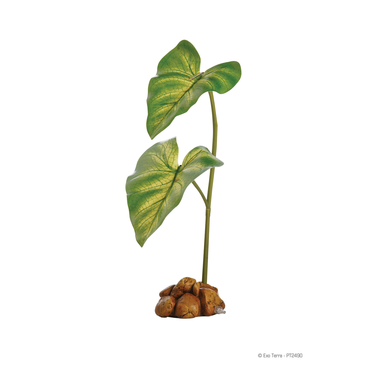 Plante à ruissellement, petite