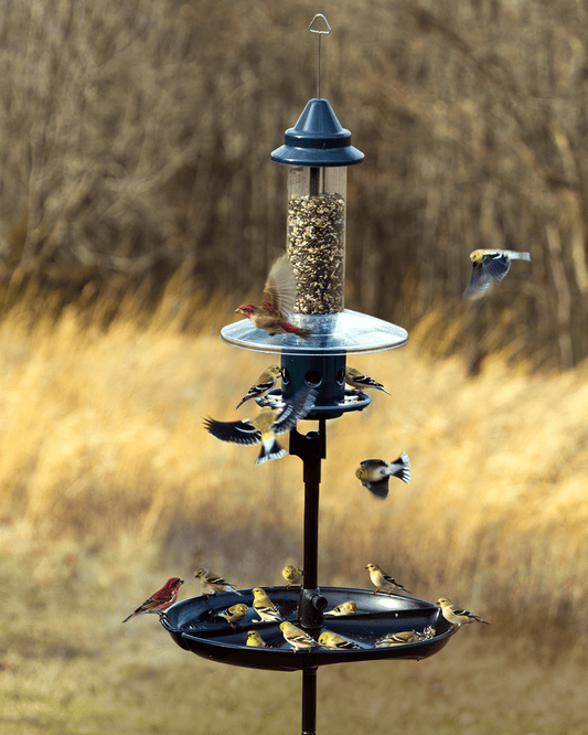 Ensemble Podium Squirrel Buster Plus