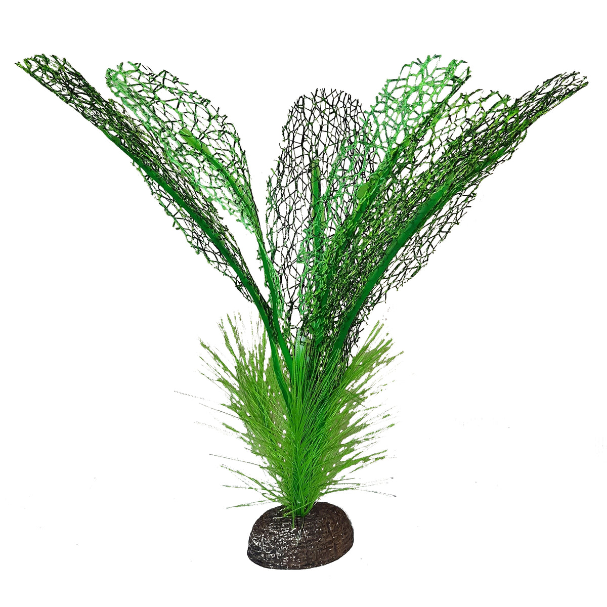 Plante Betta de qualité supérieure, dentelle de Madagascar, 15 cm