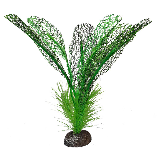 Plante Betta de qualité supérieure, dentelle de Madagascar, 15 cm