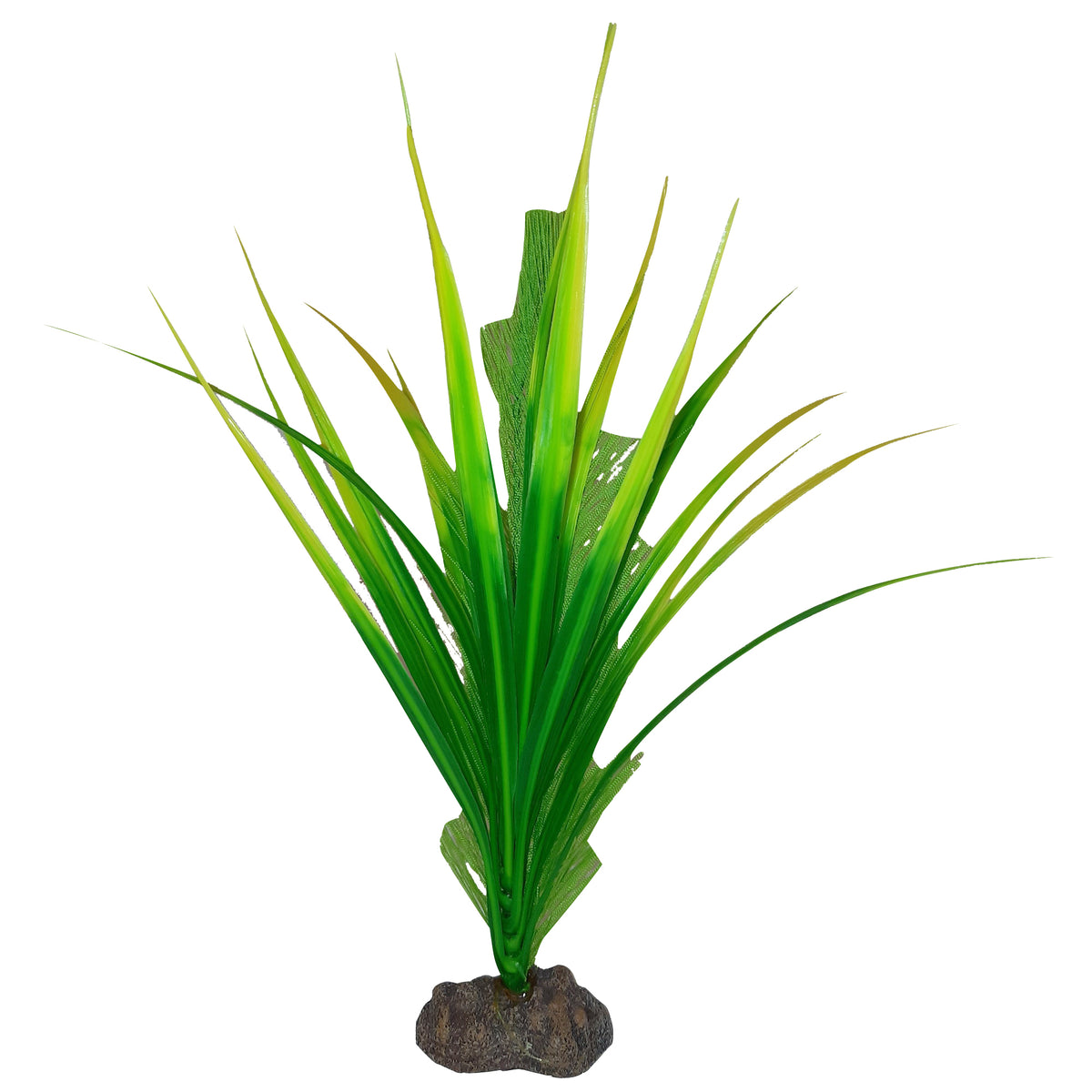 Plante Betta de qualité supérieure, myriophylle aquatique, 20 cm