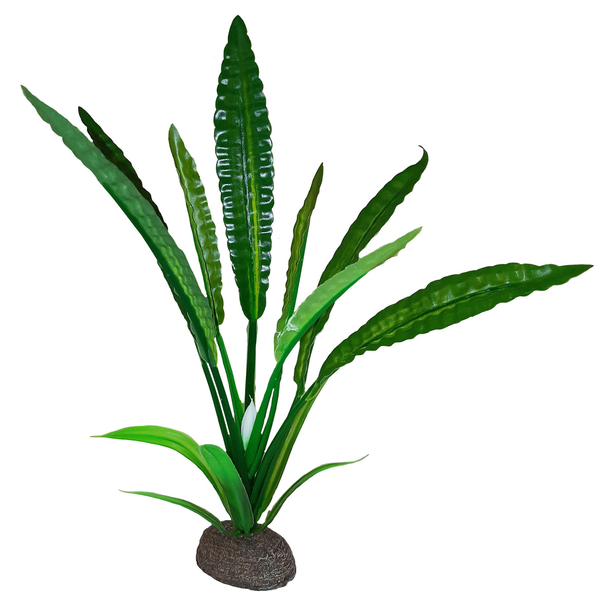 Plante Betta de qualité supérieure, cryptocoryne de Wendt, 20 cm