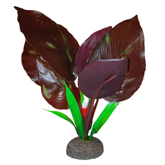 Plante Betta de qualité supérieure, saurure penchée, 15 cm