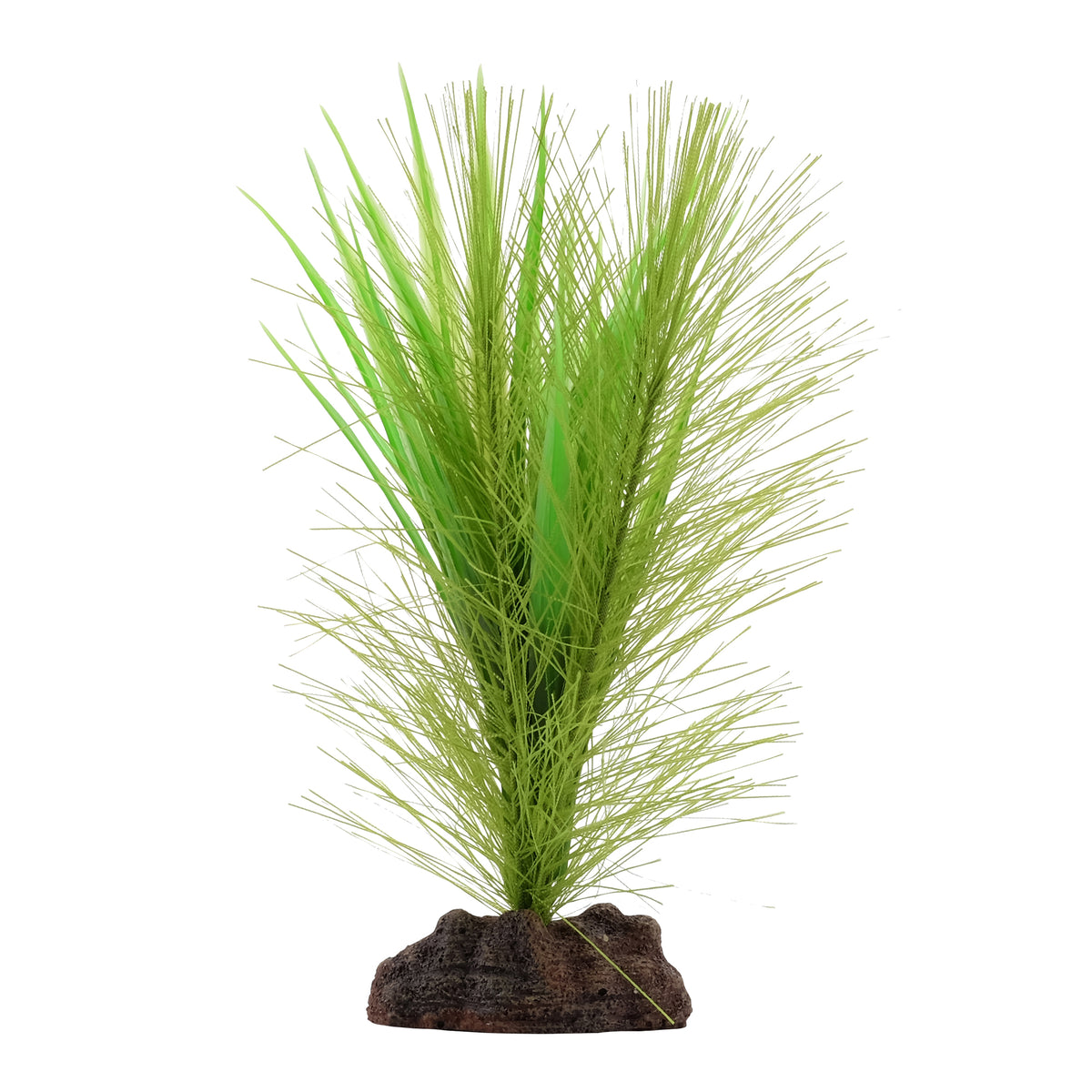 Myriophylle brésilien vert et vallisnérie Plant Scapes Aqualife