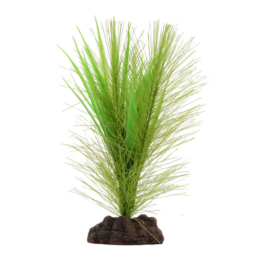 Myriophylle brésilien vert et vallisnérie Plant Scapes Aqualife