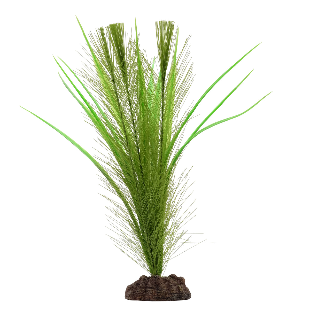 Myriophylle brésilien vert et vallisnérie Plant Scapes Aqualife