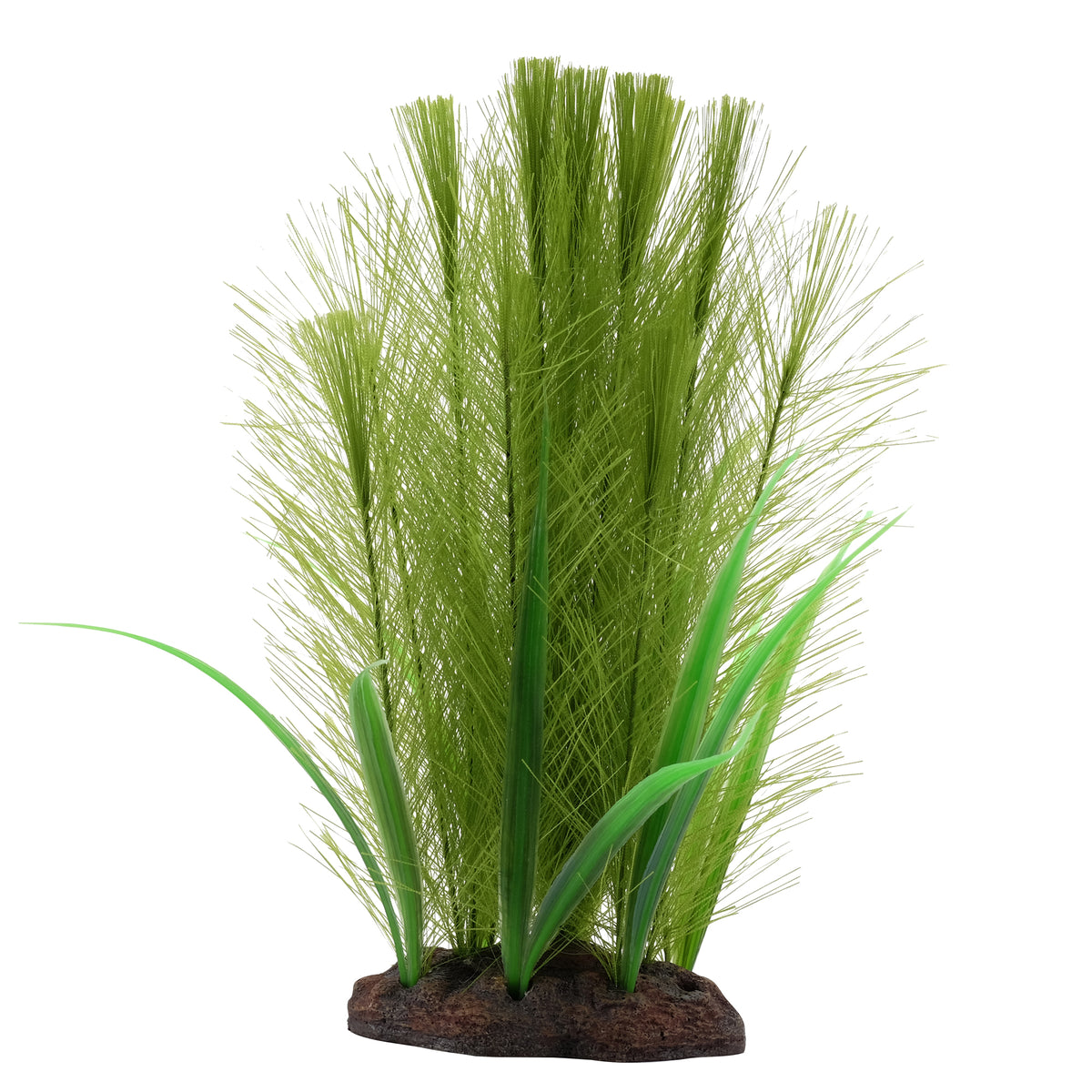 Myriophylle brésilien vert et vallisnérie Plant Scapes Aqualife
