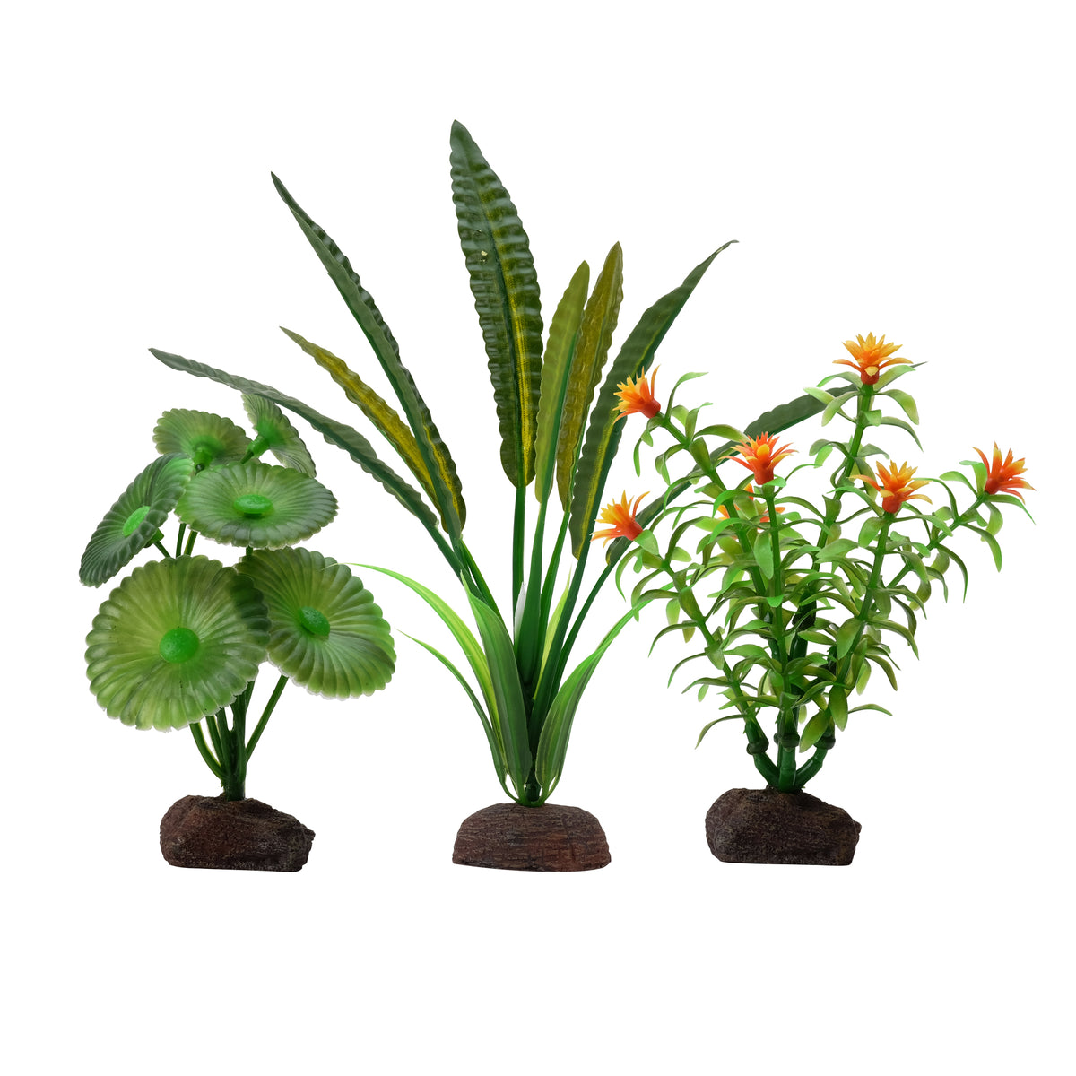 Collection de 3 plantes Élodée Plant Scapes Aqualife, 10-20 cm