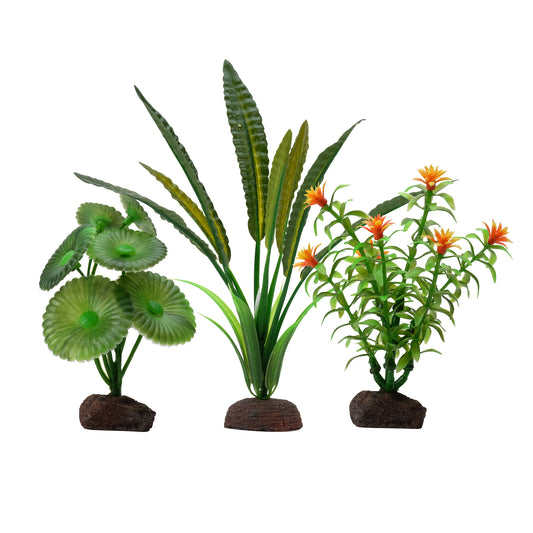Collection de 3 plantes Élodée Plant Scapes Aqualife, 10-20 cm