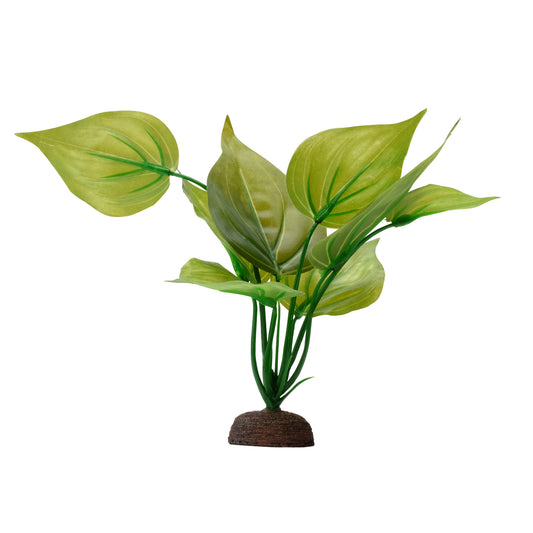 Saurure penché Plant Scapes Aqualife