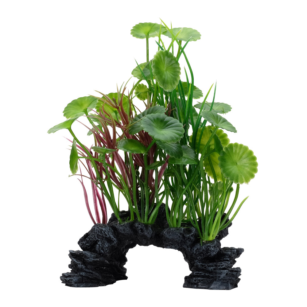 Lysimaque verte Deco Scapes Aqualife, 15-20 cm