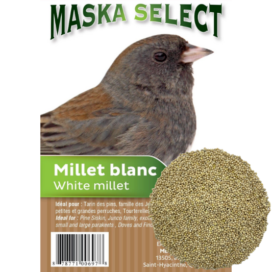 Millet blanc Maska